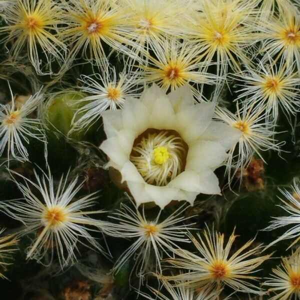 Mammillaria prolifera Квітка