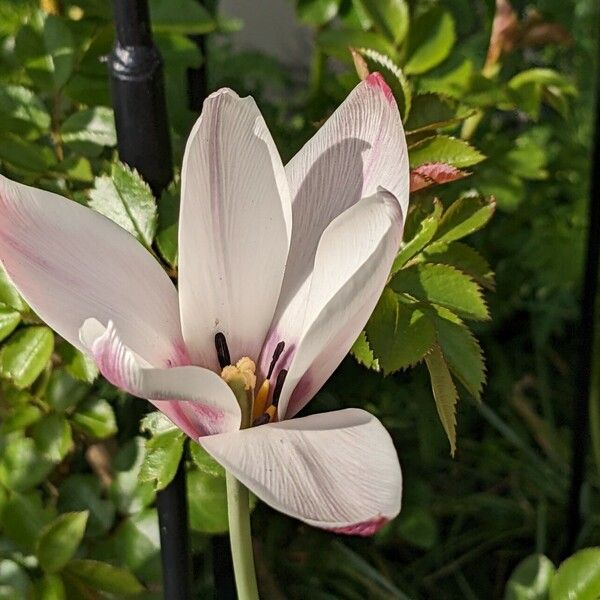 Tulipa clusiana Kvet