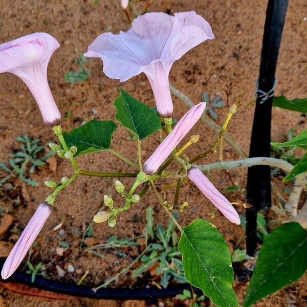 Ipomoea carnea Flower