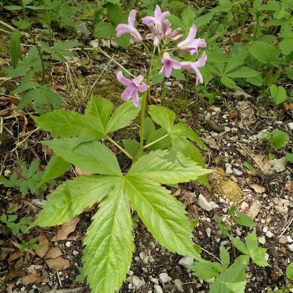 Cardamine pentaphyllos പുഷ്പം