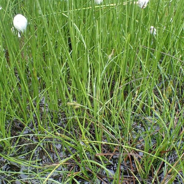 Eriophorum scheuchzeri 整株植物