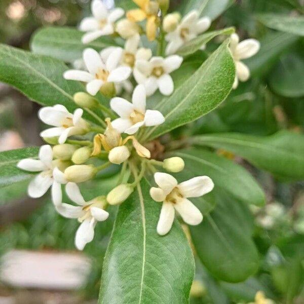 Pittosporum heterophyllum ফুল