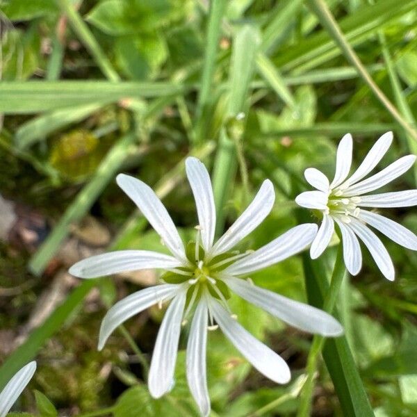 Stellaria nemorum Blomst