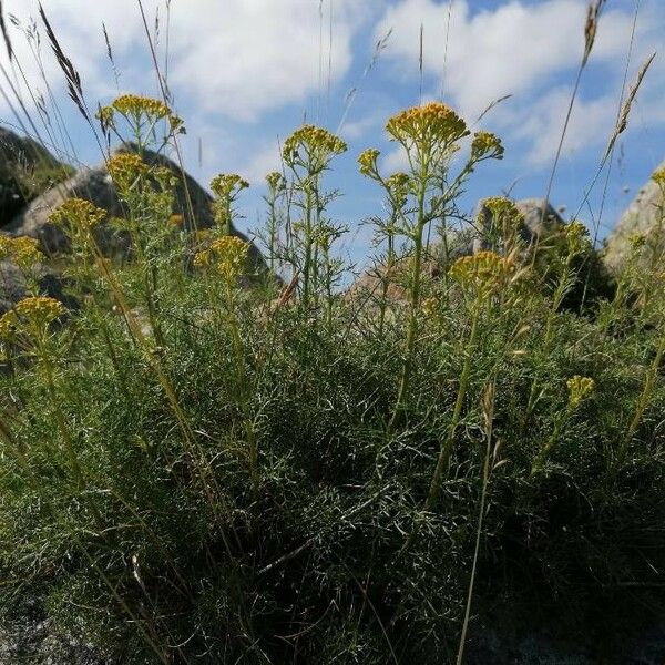 Jacobaea adonidifolia Habit