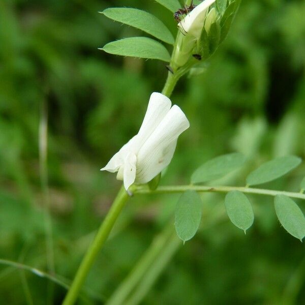 Vicia hybrida Hostoa