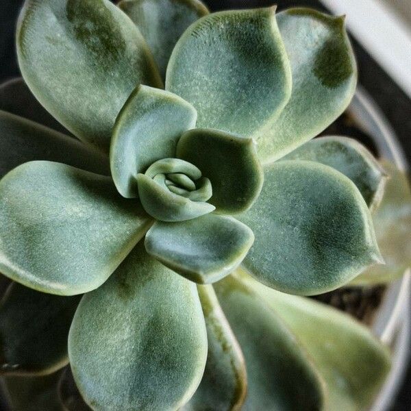 Echeveria elegans 葉