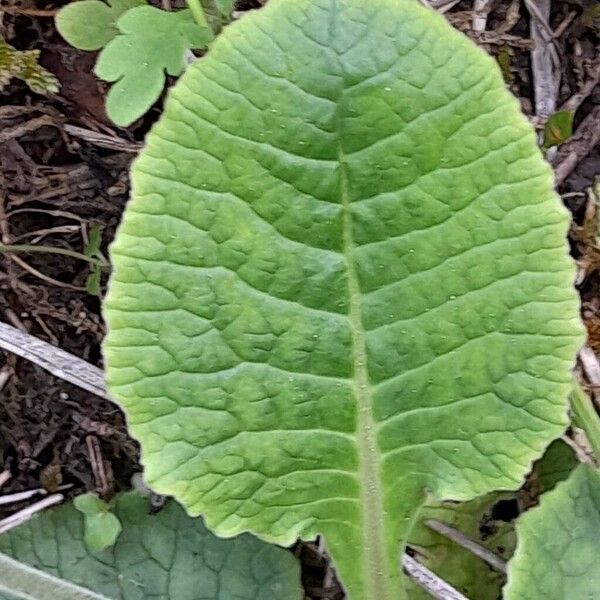 Primula veris Leaf