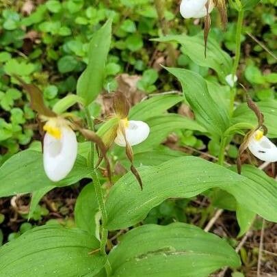 Cypripedium montanum Flower