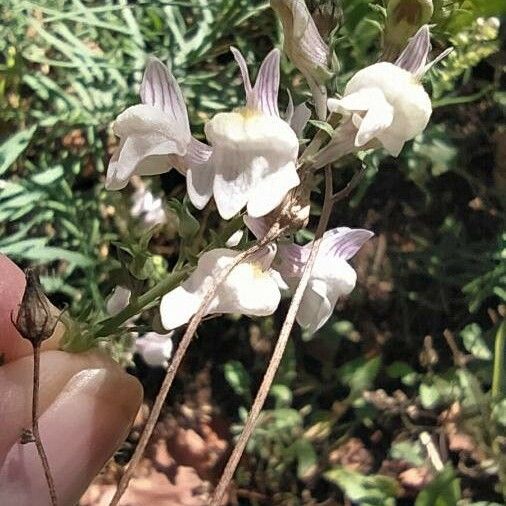 Linaria repens Flower