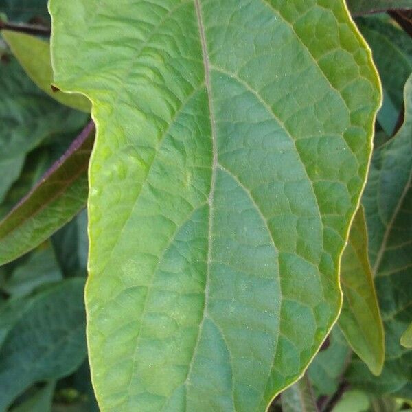 Clerodendrum quadriloculare برگ