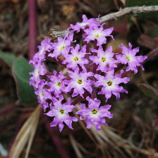 Abronia umbellata Flower