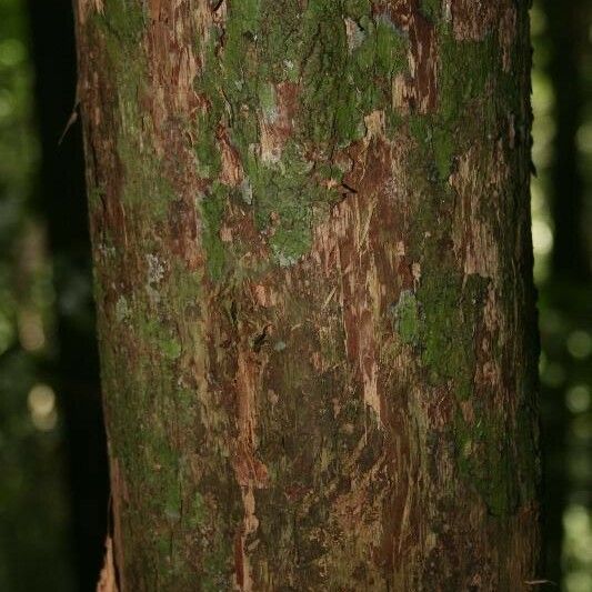 Couratari oblongifolia Кара