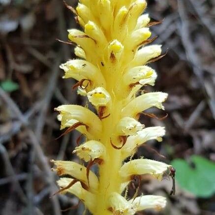 Orobanche flava Flor