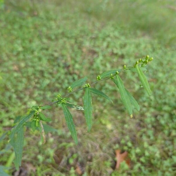 Solidago caesia പുഷ്പം