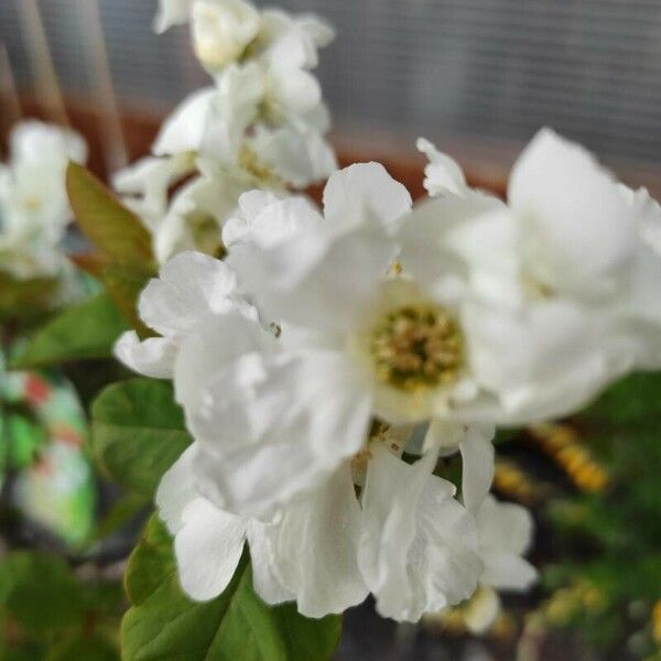 Exochorda racemosa Žiedas