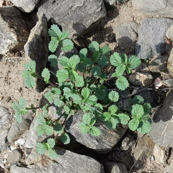 Malvastrum coromandelianum عادت