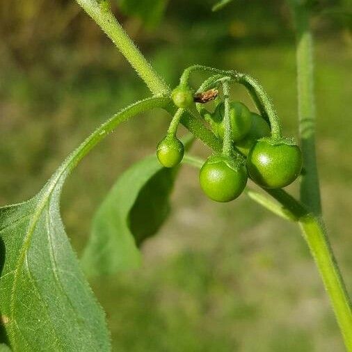 Solanum americanum Frugt