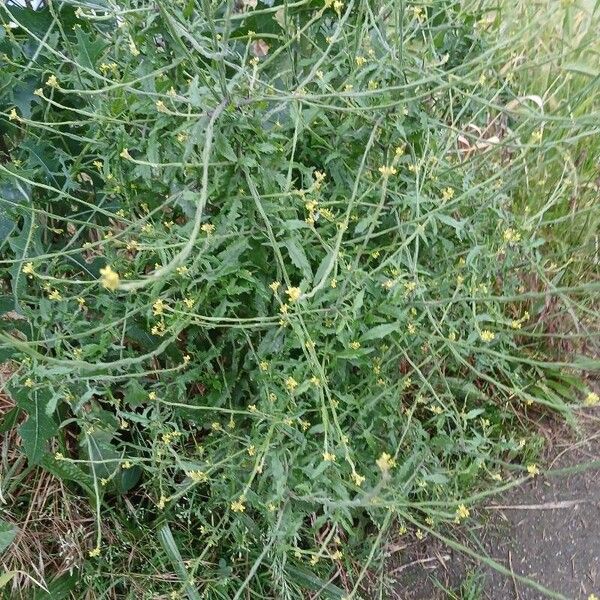 Sisymbrium officinale Hábitos