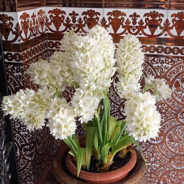 Ornithogalum thyrsoides Flor