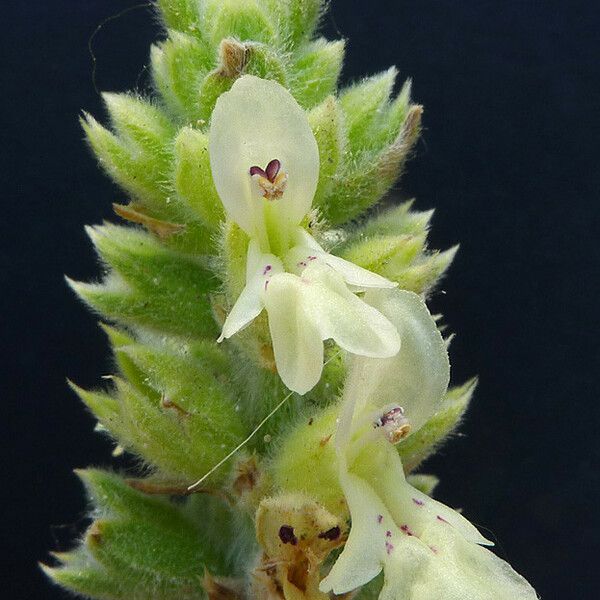 Stachys maritima Flower