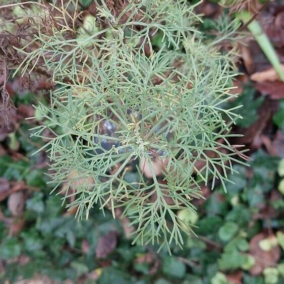 Artemisia abrotanum 葉