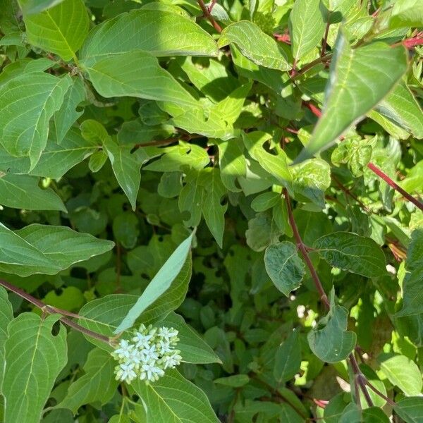 Cornus sericea Blad