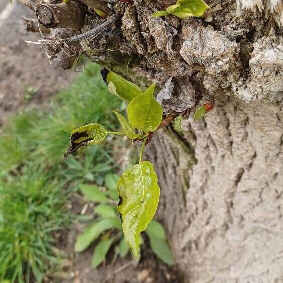 Populus balsamifera Лист