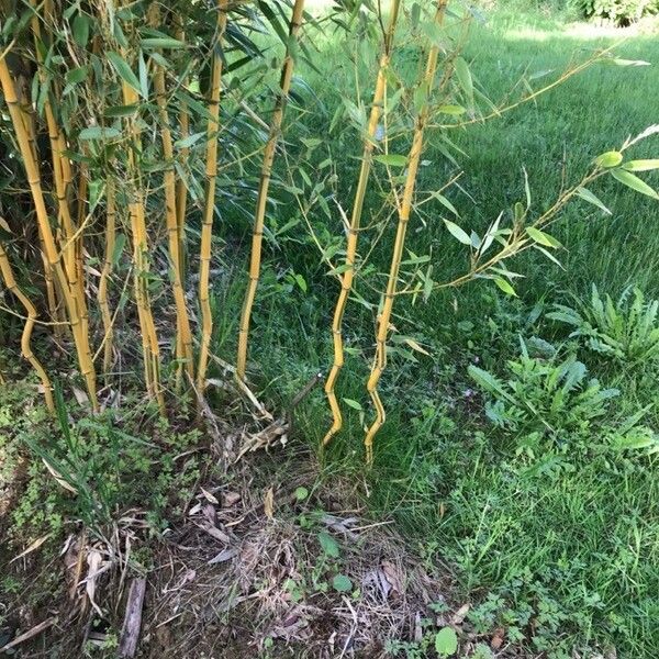 Phyllostachys aureosulcata Schors