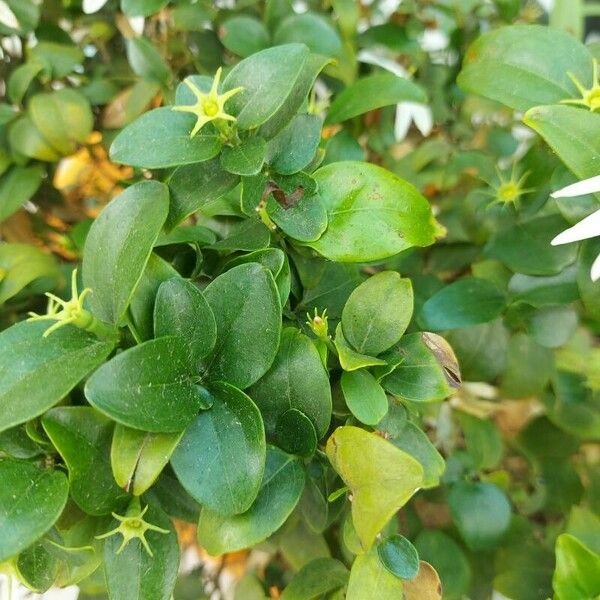 Jasminum multiflorum Levél