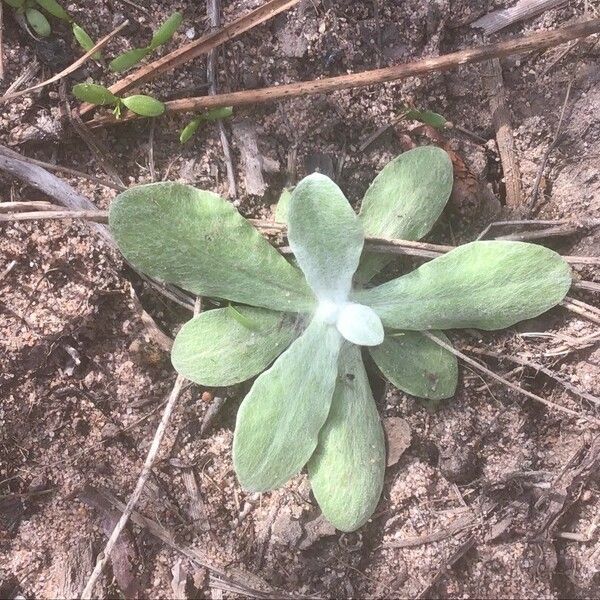 Pseudognaphalium luteoalbum Feuille