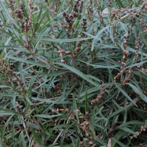 Amaranthus muricatus Foglia