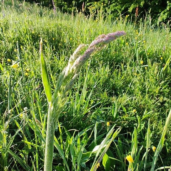 Holcus lanatus Blüte