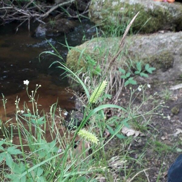 Carex vesicaria Flower