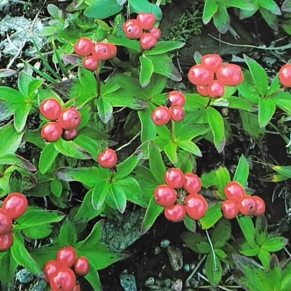 Cornus suecica ഫലം