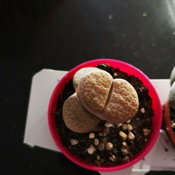 Lithops fulviceps List