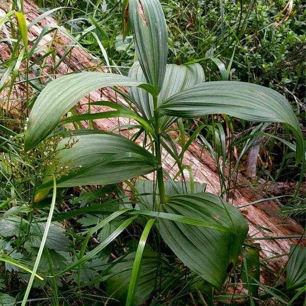 Veratrum album Celota