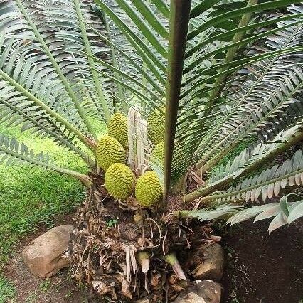 Encephalartos tegulaneus Habitat