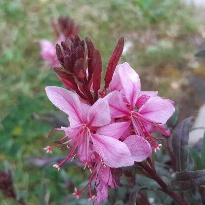 Oenothera gaura Blodyn