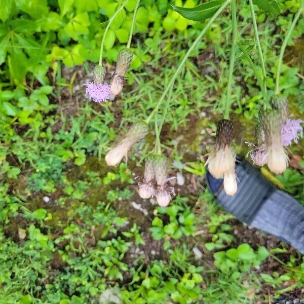 Cirsium arvense Kvet