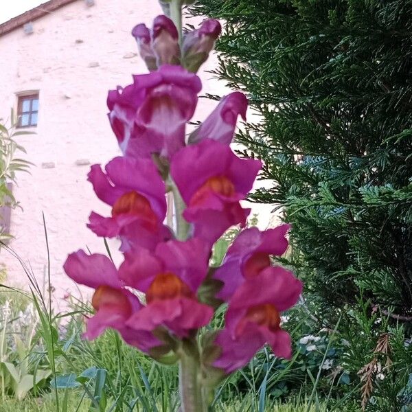 Antirrhinum australe Flower