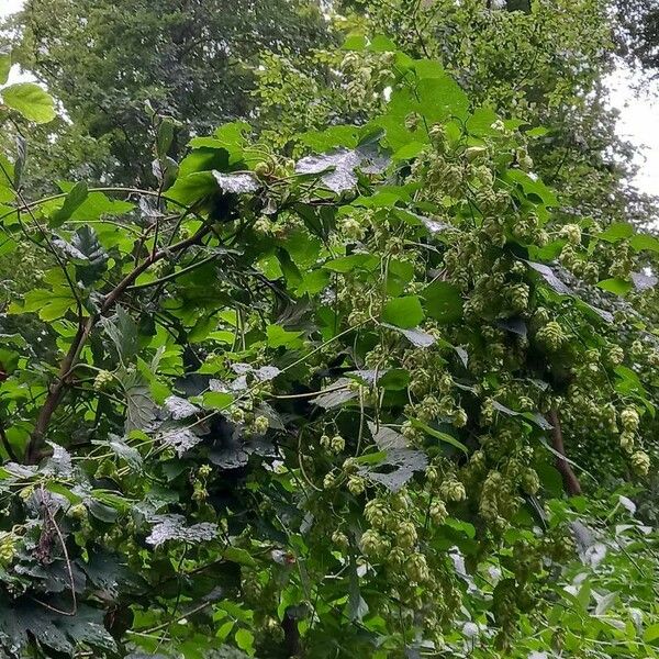 Humulus lupulus Costuma