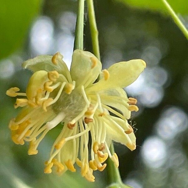 Tilia platyphyllos Flower