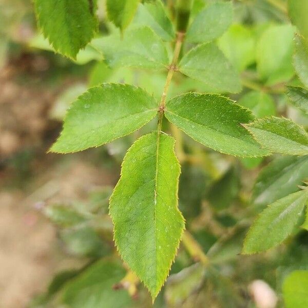 Rosa abietina 葉