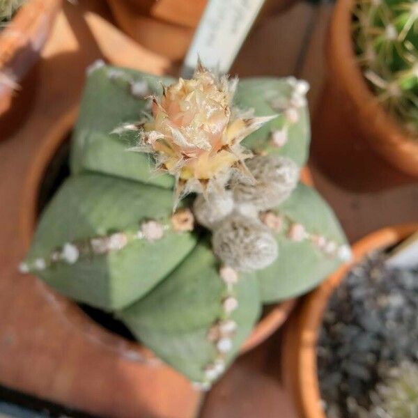 Astrophytum myriostigma Kvet