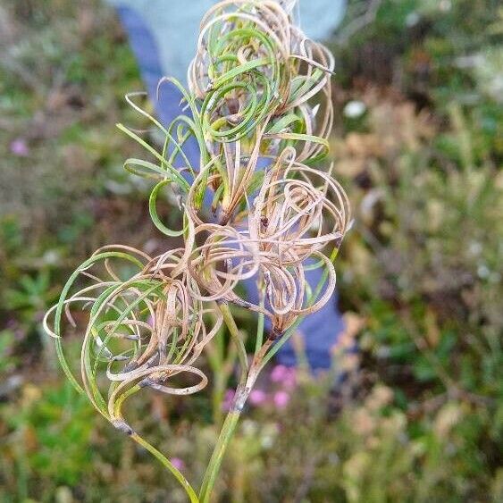 Caustis recurvata Blad