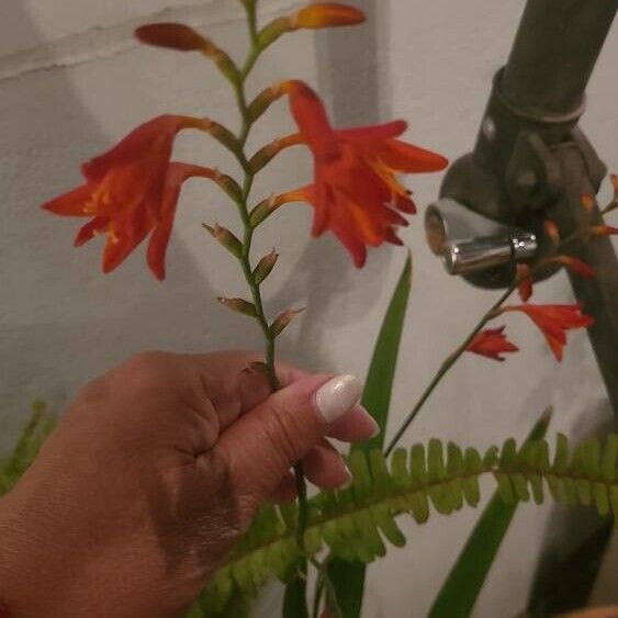 Crocosmia aurea Flor