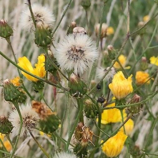 Hieracium umbellatum Fruit