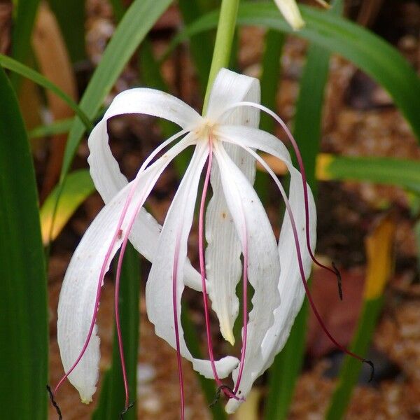 Crinum americanum Flower