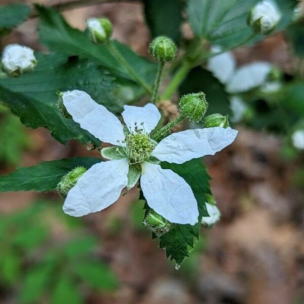 Rubus argutus Flower