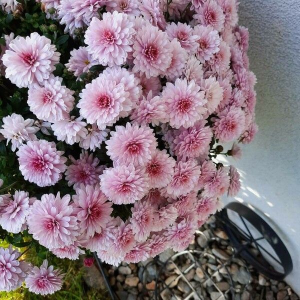 Chrysanthemum × morifolium Blomst